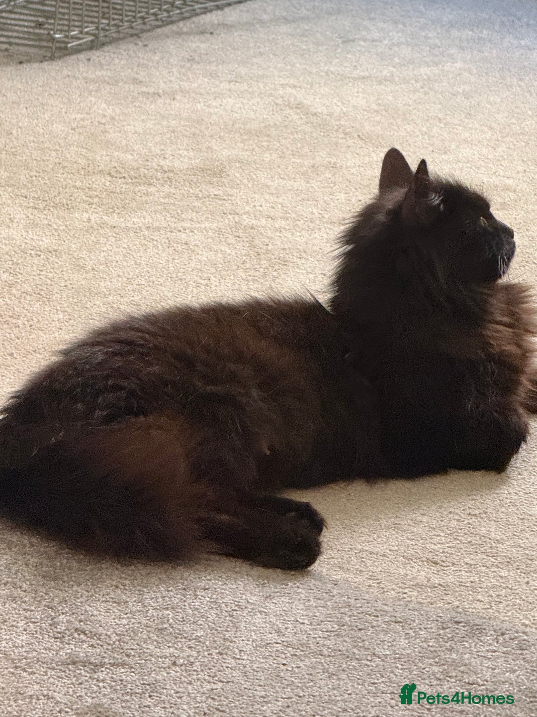 Mixed Breed cats for sale: Beautiful kittens for sale  - Image 2