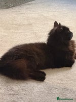 Mixed Breed cats - Advert 3