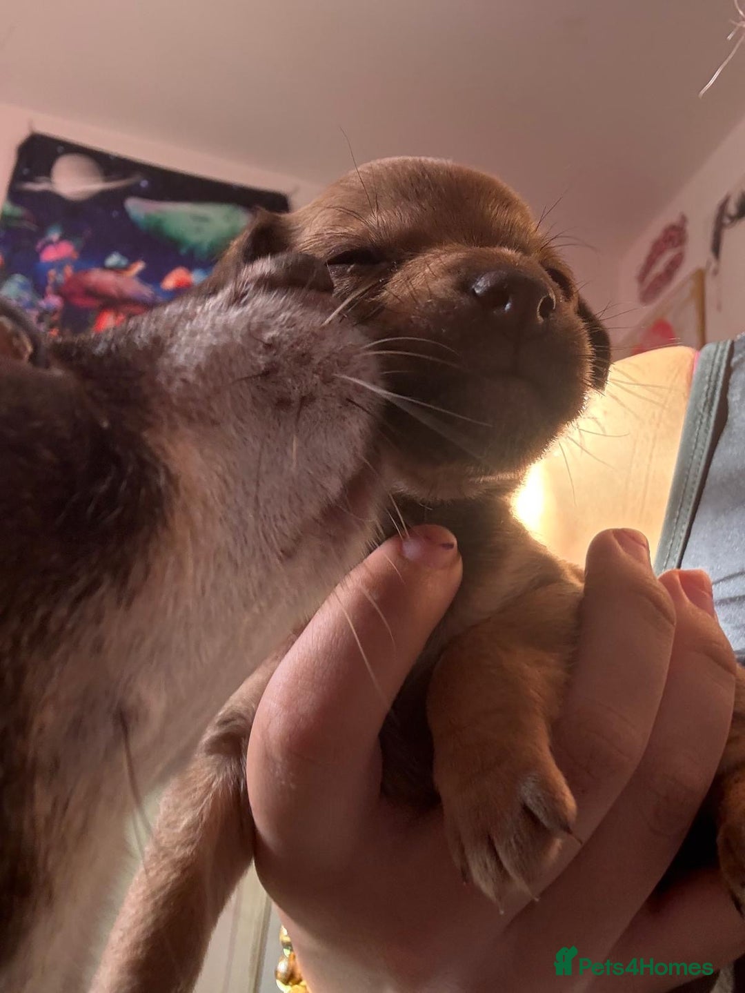 Mixed Breed dogs for sale: chihuahua mixed breed - Advert 29