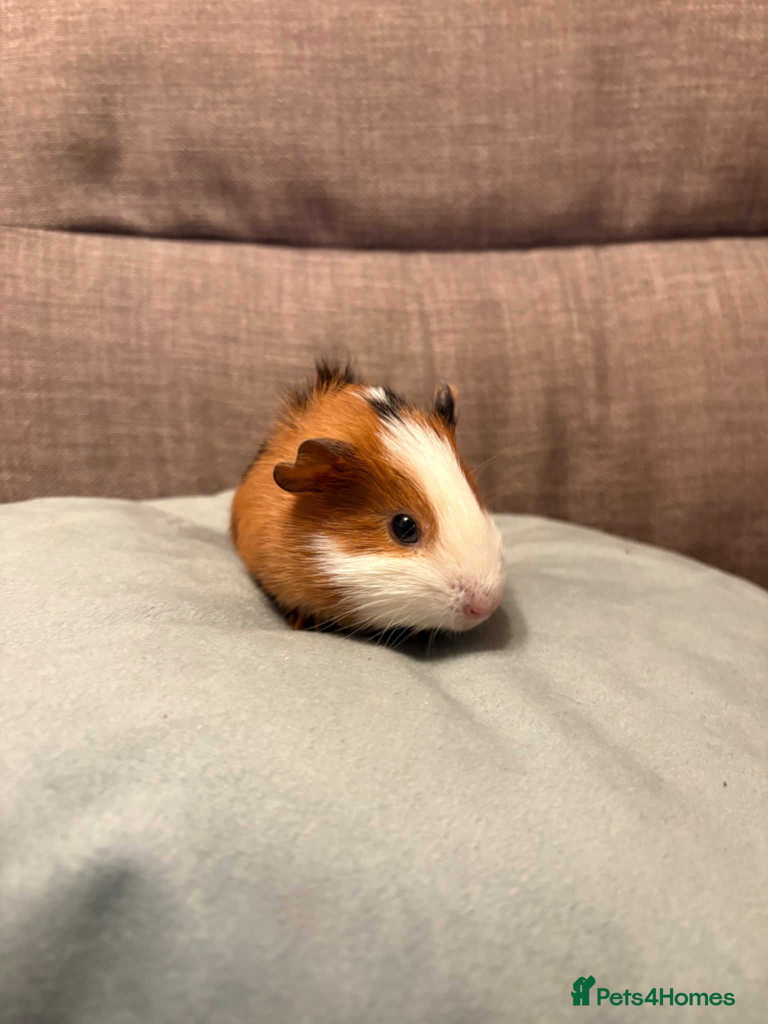 Guinea Pig rodents Baby male guinea pig - Advert 1