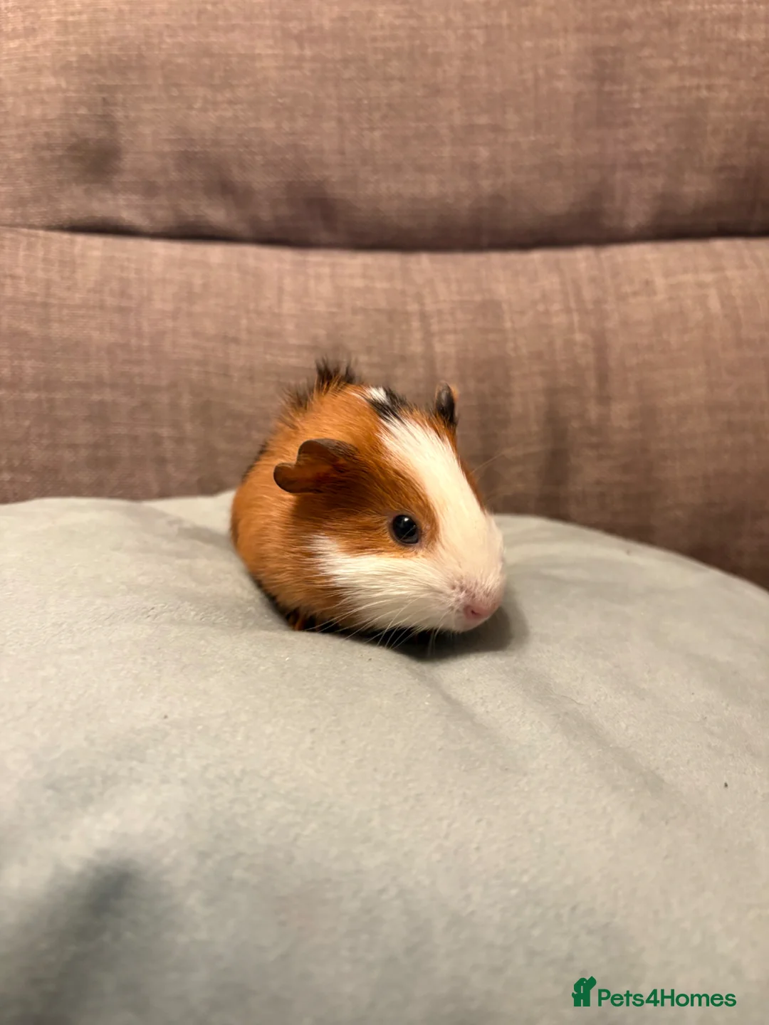 Guinea Pig rodents for sale: Baby male guinea pig in Hull - Advert 1
