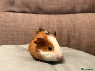 Guinea Pig rodents Baby male guinea pig - Advert 1