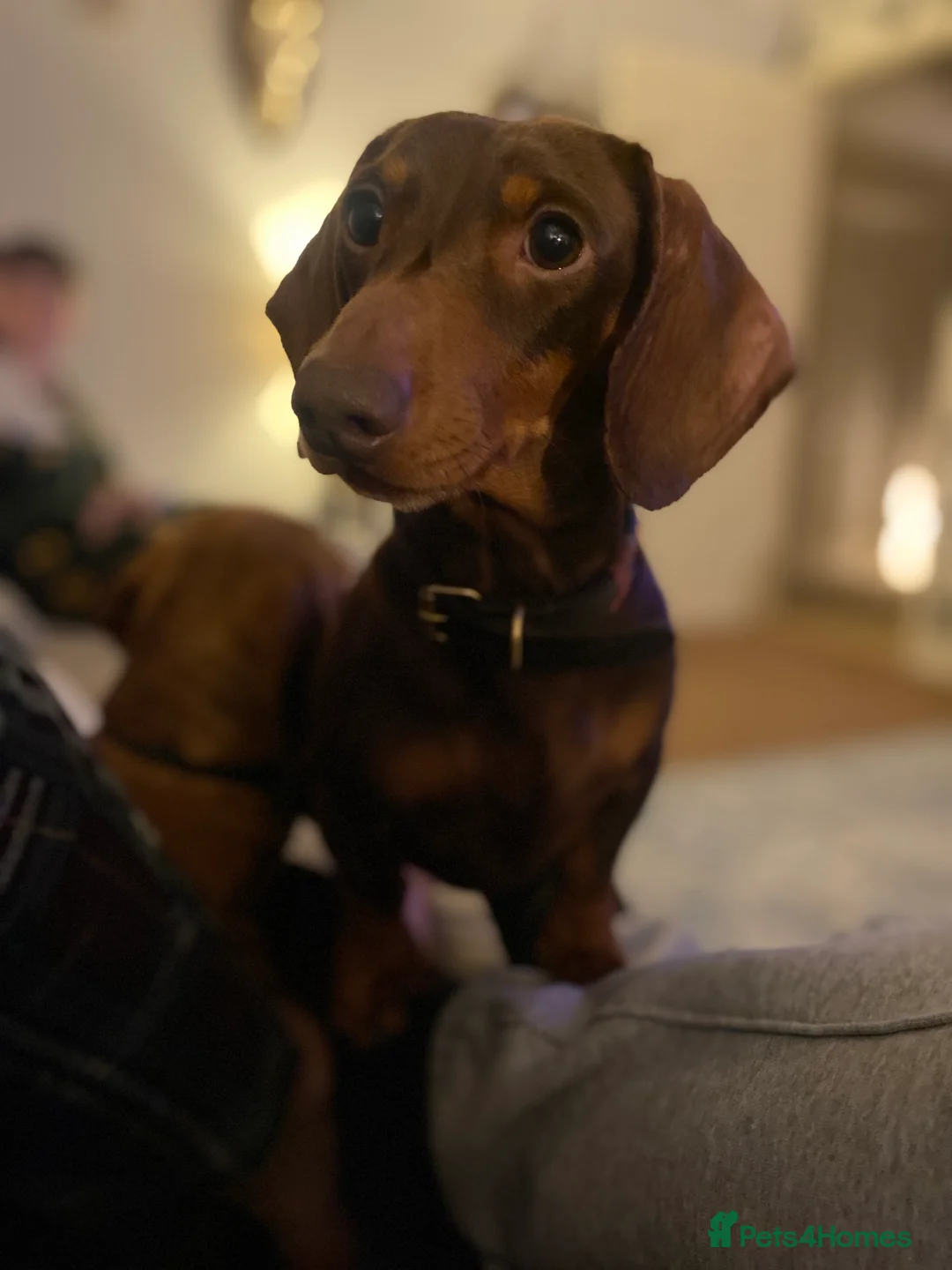 Miniature Dachshund dogs for stud: Fully health tested KC Miniature smooth dachshund  - Advert 2