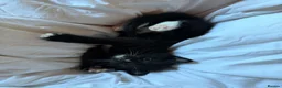 Domestic Shorthair cats for sale: Two Gorgeous Playful Kittens  in Barry - Advert 1