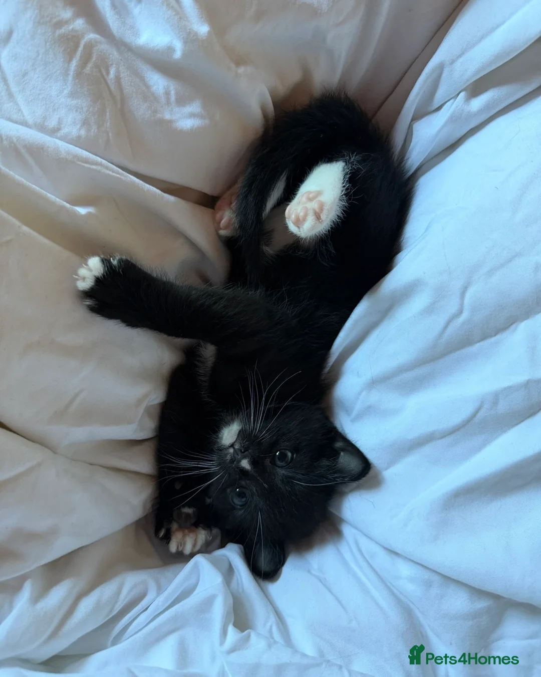 Domestic Shorthair cats for sale: Two Gorgeous Playful Kittens  in Barry - Advert 1
