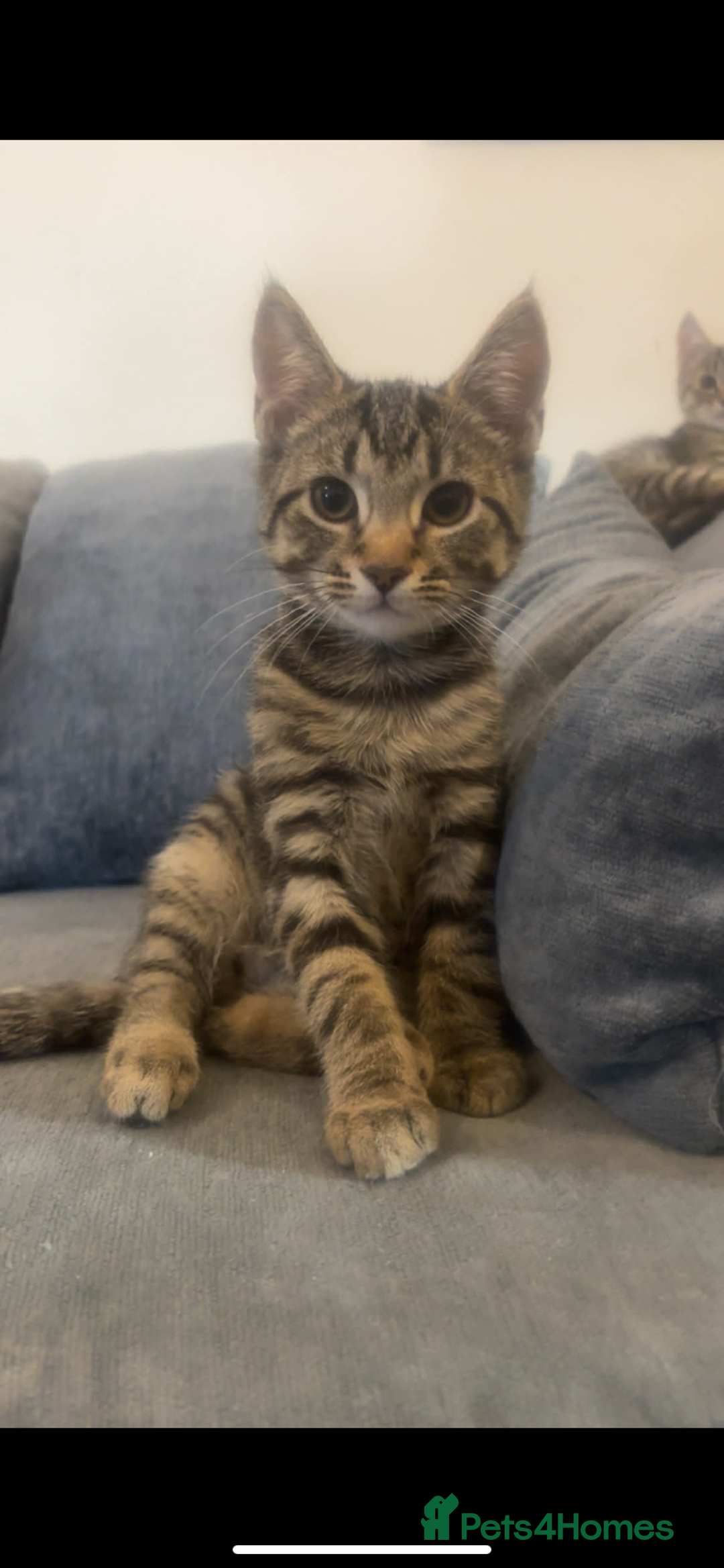 Mixed Breed cats for sale: 13-14 week old kittens - Advert 2