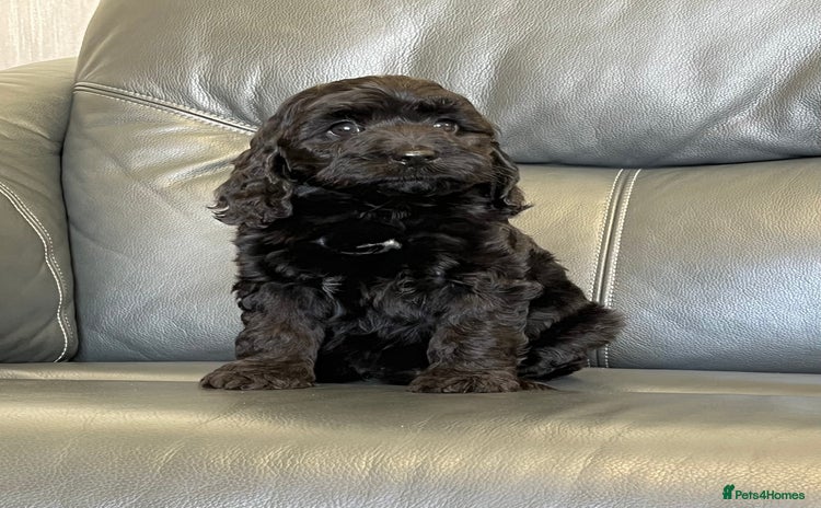 Cockapoo dogs - Advert 4