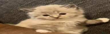 Ragdoll Kitten 1