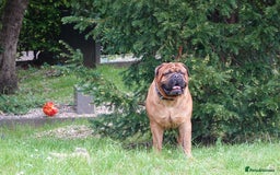 Bullmastiff dogs for stud: Gentle Giant Bullmastiff Stud US Ukraine Bloodline - Advert 10
