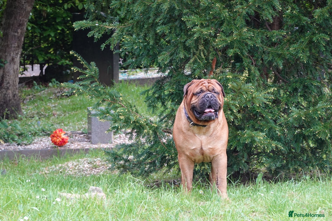 Bullmastiff dogs for stud: Gentle Giant Bullmastiff Stud US Ukraine Bloodline - Advert 10