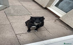 Mixed Breed dogs for sale: Staffy x German Shepherd Mix Dog  - Image 4
