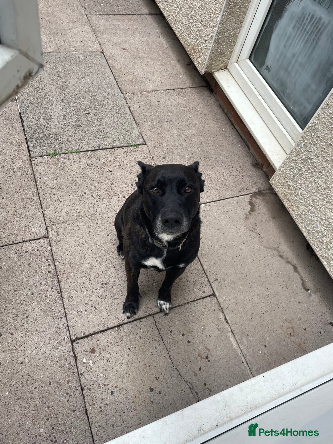 Mixed Breed dogs for sale: Staffy x German Shepherd Mix Dog  - Image 4