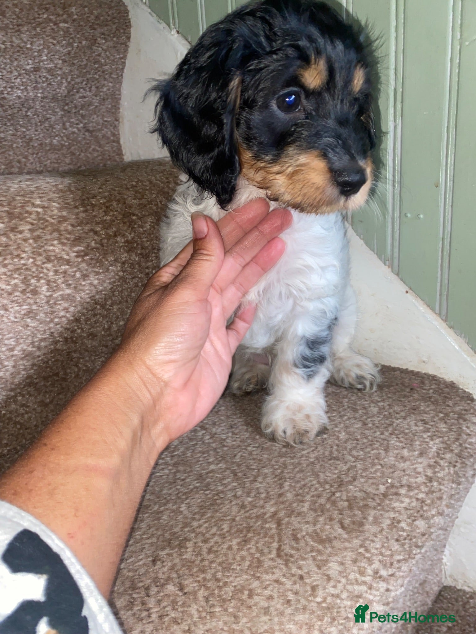 Cockapoo dogs Cockerpoo pups  - Advert 7