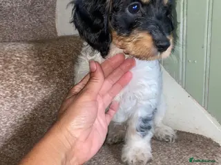 Cockapoo dogs Cockerpoo pups - Advert 7