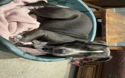 Mixed Breed dogs for sale: Bulldog x Staffie for rehoming.  - Image 31