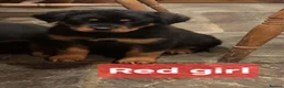 Rottweiler dogs for sale: Chunky Rottweiler Puppies - Advert 21