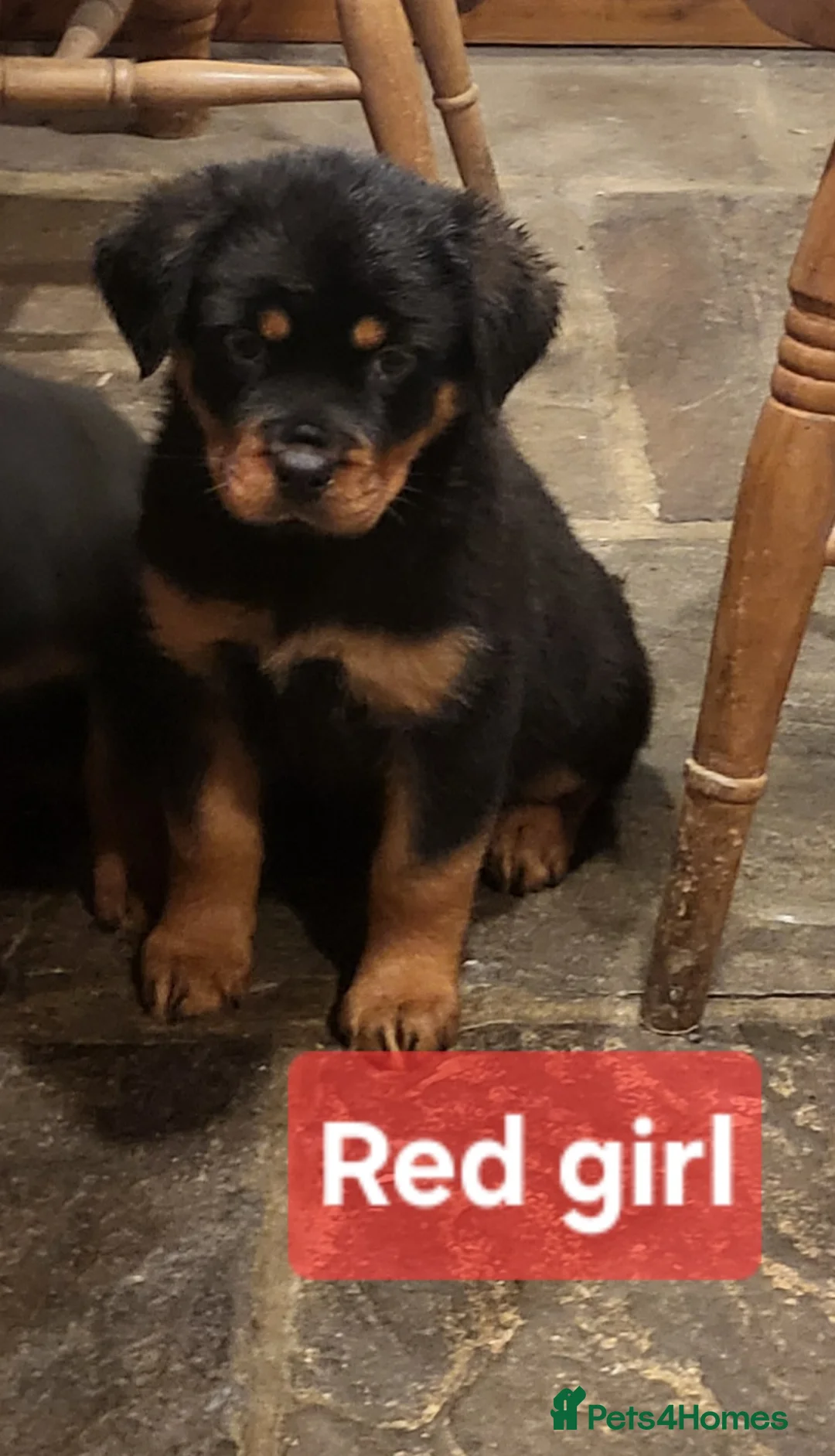 Rottweiler dogs for sale: Chunky Rottweiler Puppies - Advert 21