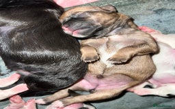 Mixed Breed dogs for sale: Shih tzu x Bichion  - Image 5