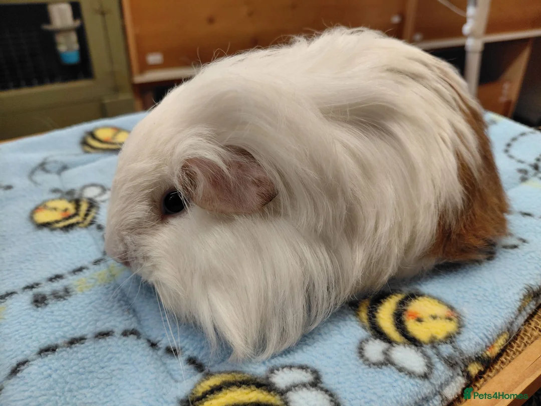 Guinea Pig rodents for sale: Young Longhaired Sheltie Sows RTL - Advert 2