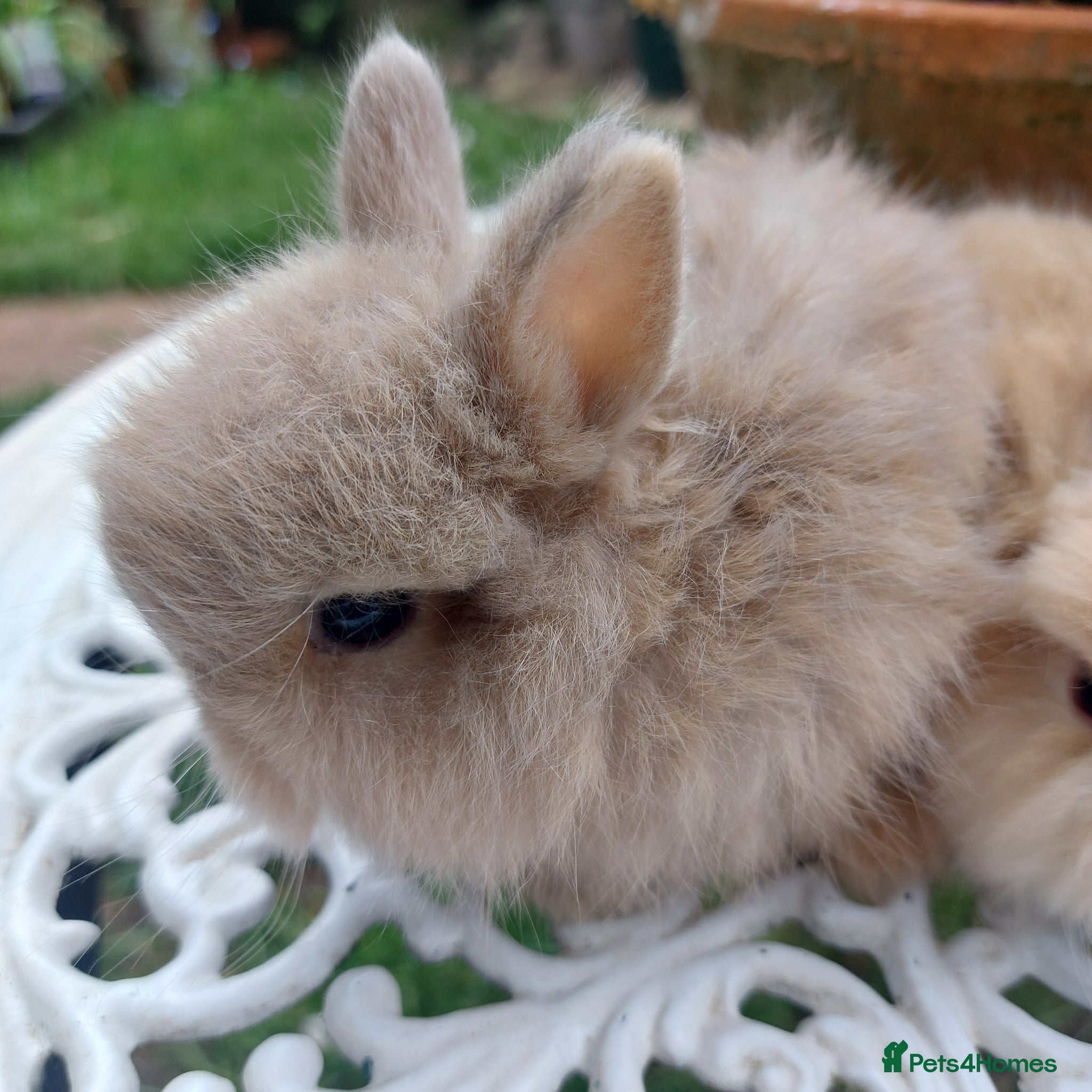Netherland Dwarf rabbits for sale: NEATHERLAND DWARF BABIES  - Advert 9
