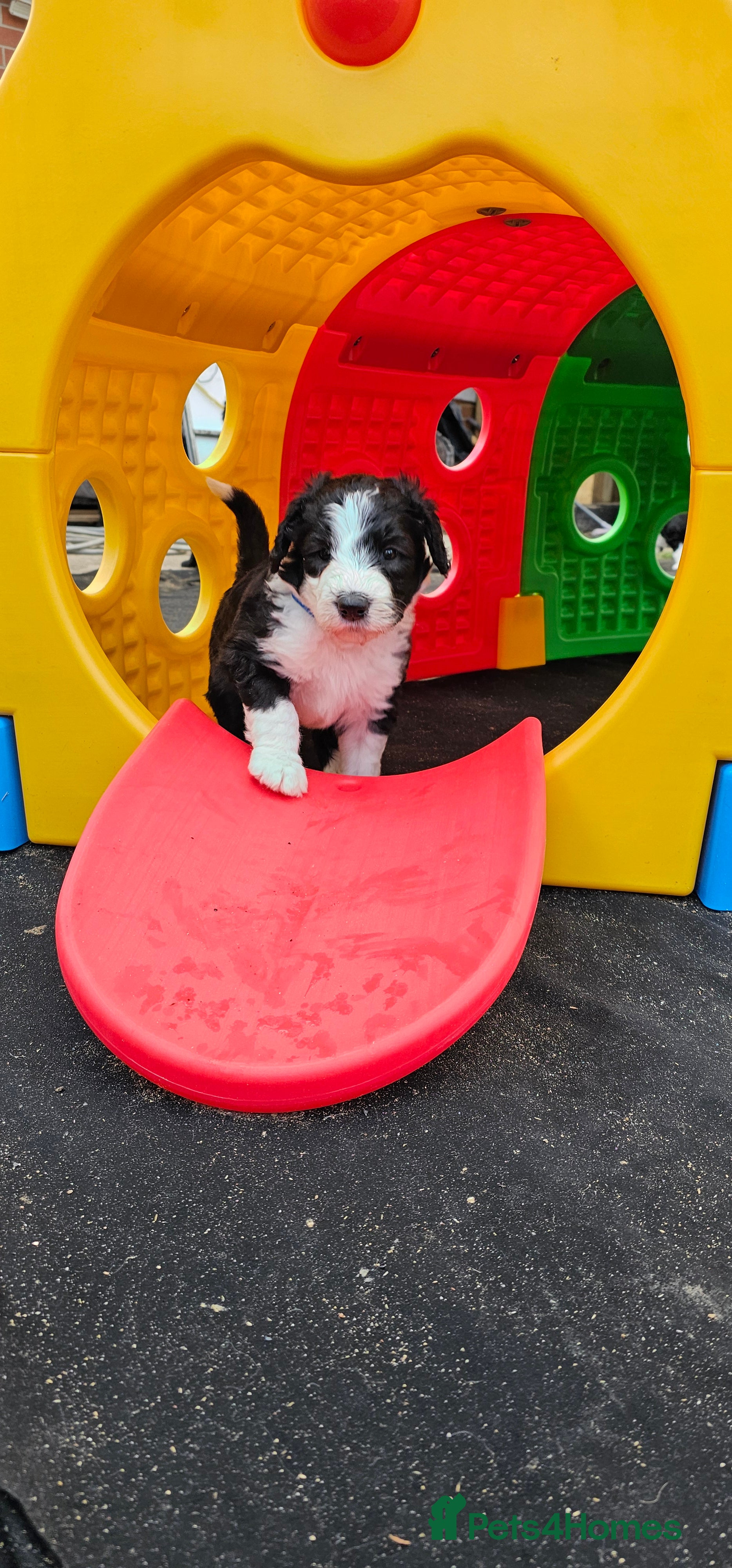 Sheepadoodle dogs F1 Sheepadoodles Ready  8th April - Advert 1