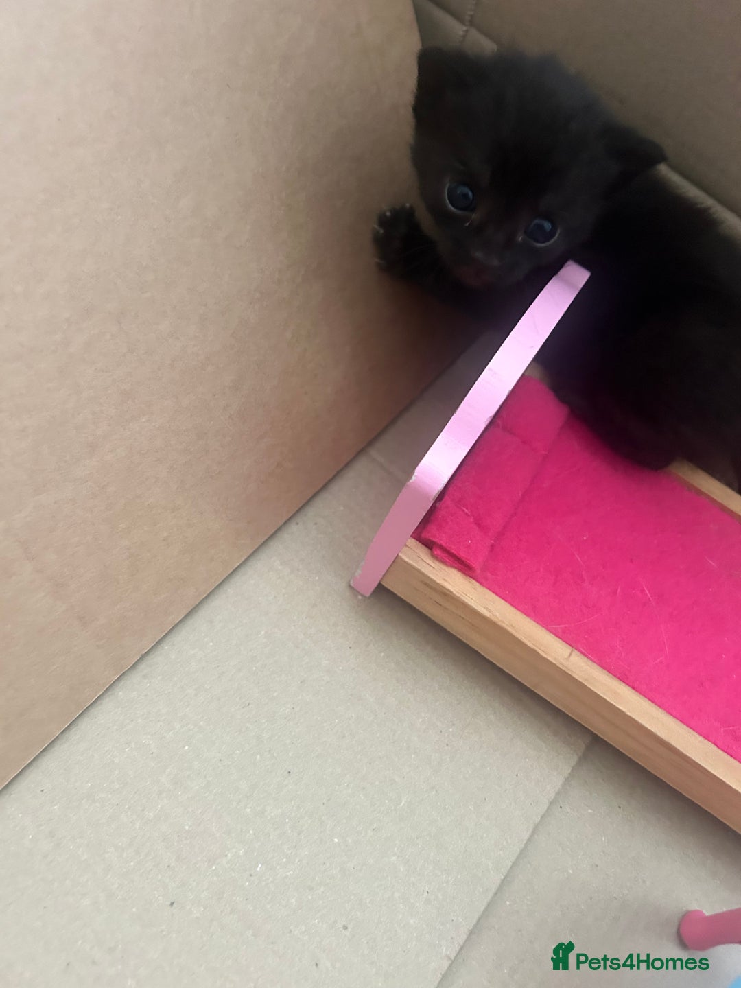 British Shorthair cats for sale: 6 beautiful kittens ready to go! £70 - Image 2