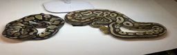 Python Snake reptiles for sale: Various Royal Pythons for sale - Advert 3