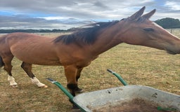 Connemara horses for sale: YEARLING FILLY BAMBI - Image 6