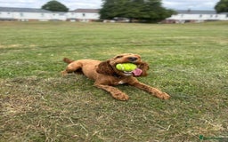 Cockapoo dogs for sale: Female cockapoo  - Image 4
