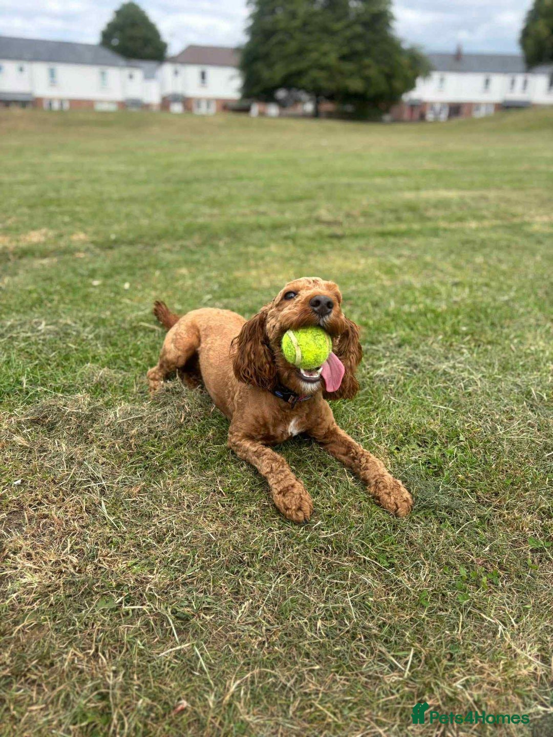 Cockapoo dogs for sale: Female cockapoo  - Image 4