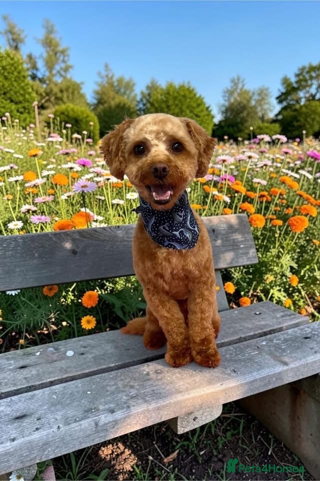 Yorkiepoo dogs Yorkiepoo Male For Stud  - Advert 5