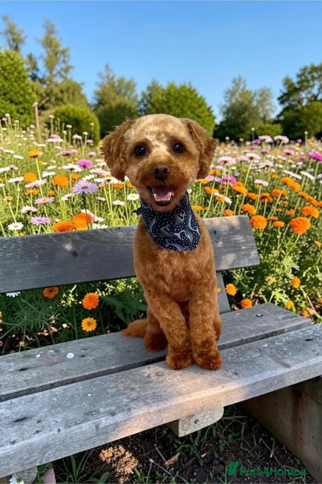 Yorkiepoo dogs for stud: Yorkiepoo Male For Stud  in Wigan - Advert 1