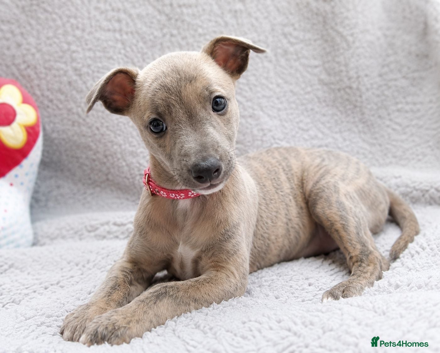Whippet dogs KC Reg - 1 Blue Brindle boy available  - Advert 4