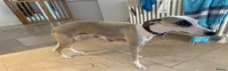 Whippet dogs for sale: KC Registered Pedigree Whippet Puppies for Sale in Salisbury - Advert 12