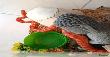 Corn Snake reptiles - Advert 11