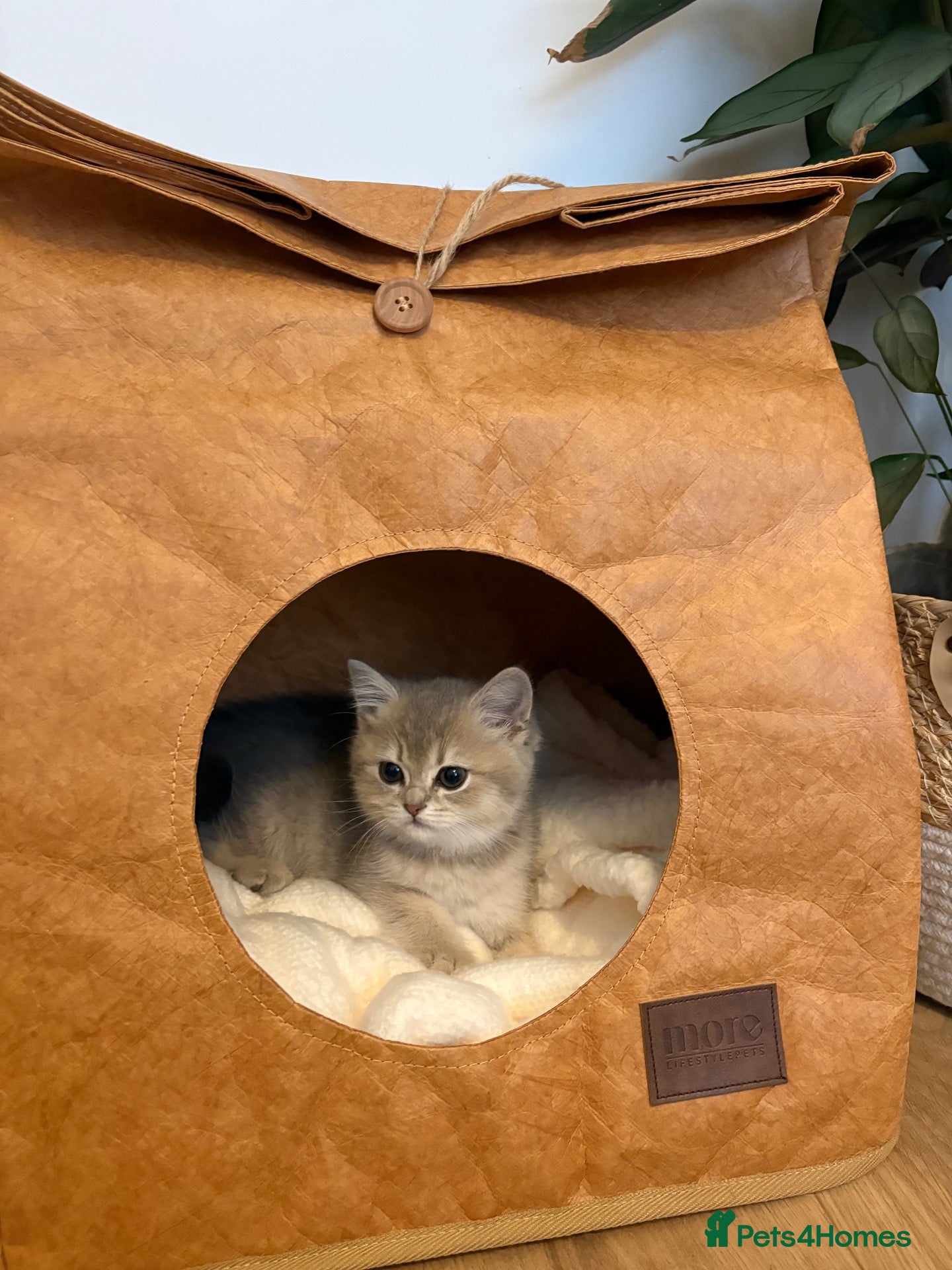 Mixed Breed cats Beautiful grey / beige little girl kitten - Advert 15