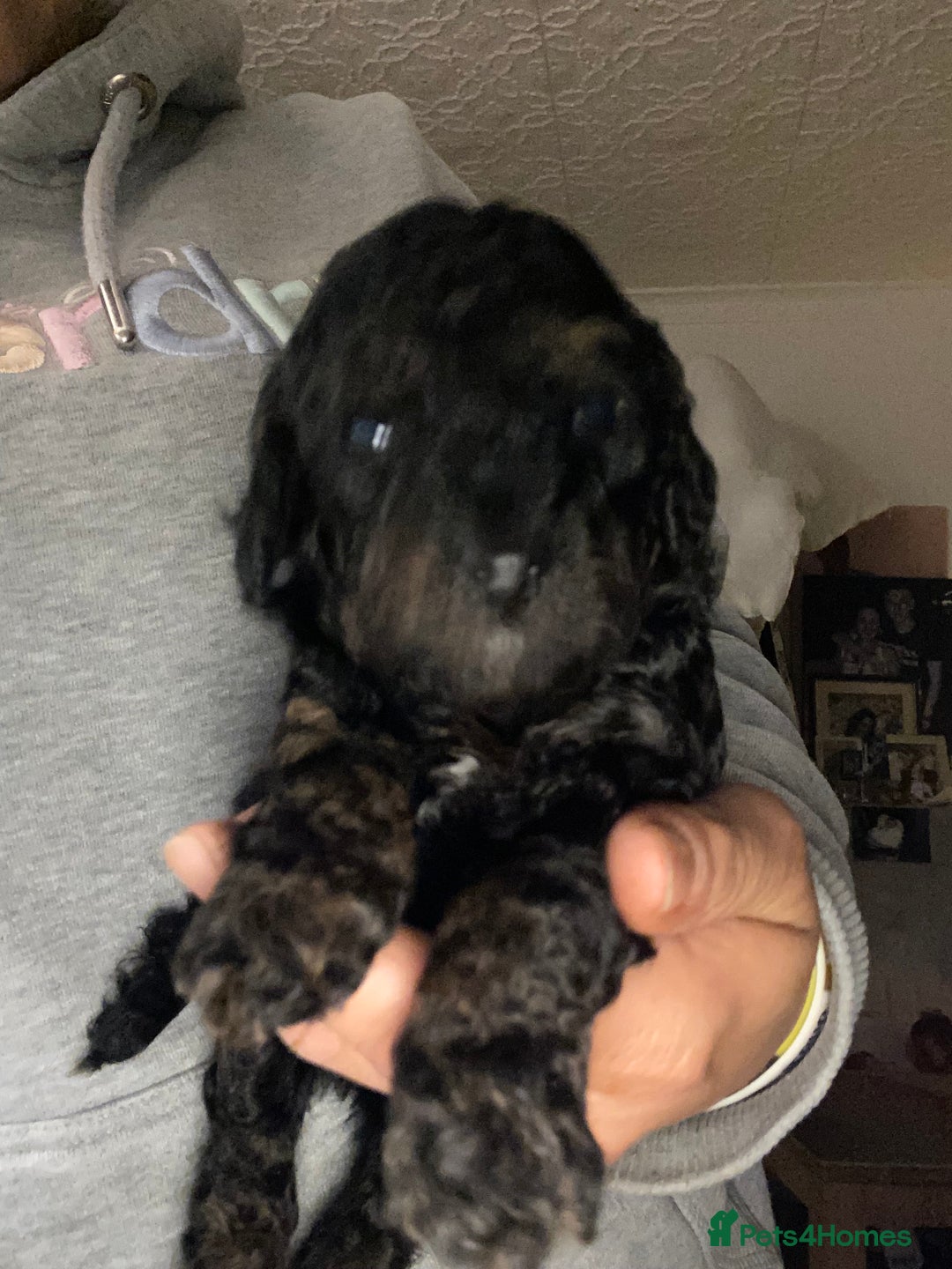 Miniature Poodle dogs for sale: Beautiful Miniature/Toy poodles  - Advert 30