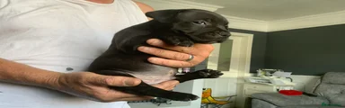 Staffordshire Bull Terrier 3