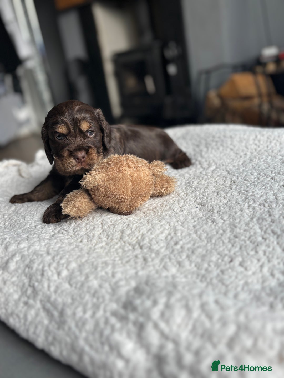 Cocker Spaniel dogs for sale: 🐾[Simbawood Lines]KC Show Cocker Spaniels🐾 - Advert 13
