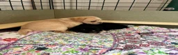 Mixed Breed dogs for sale: pugmation puppies in Chelmsford - Advert 12