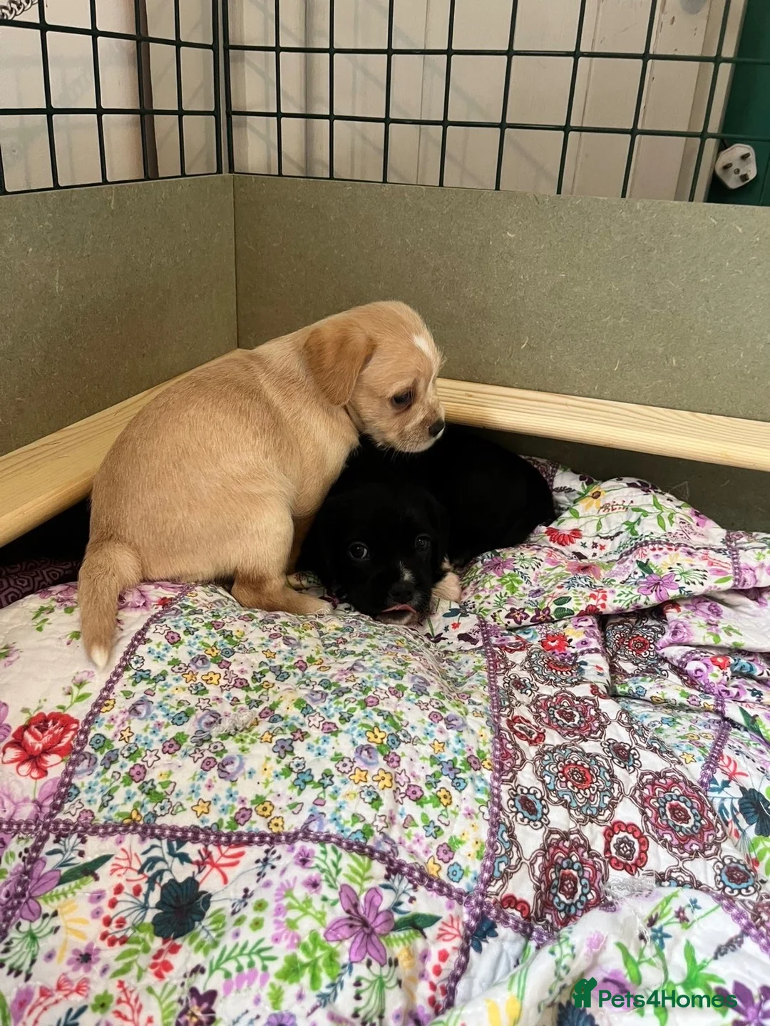 Mixed Breed dogs for sale: pugmation puppies in Chelmsford - Advert 12