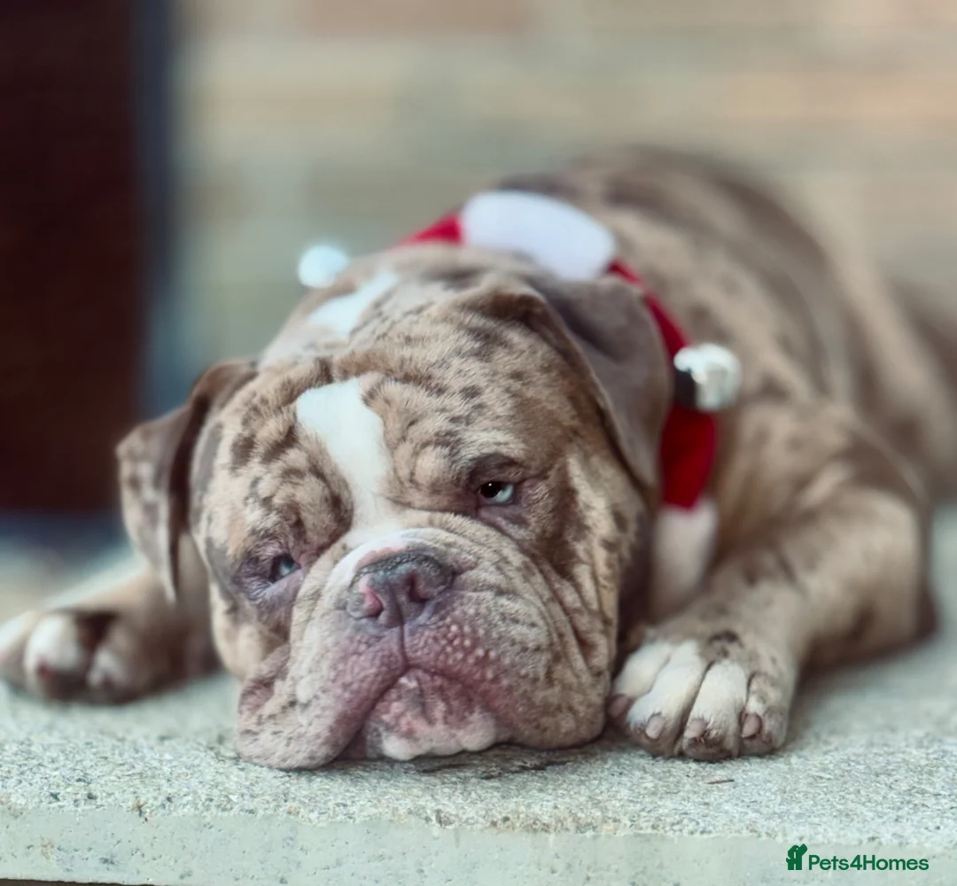 Old Tyme Bulldog dogs for stud: STUD Old tyme old English bulldog chocolate merle in Lincoln - Advert 17