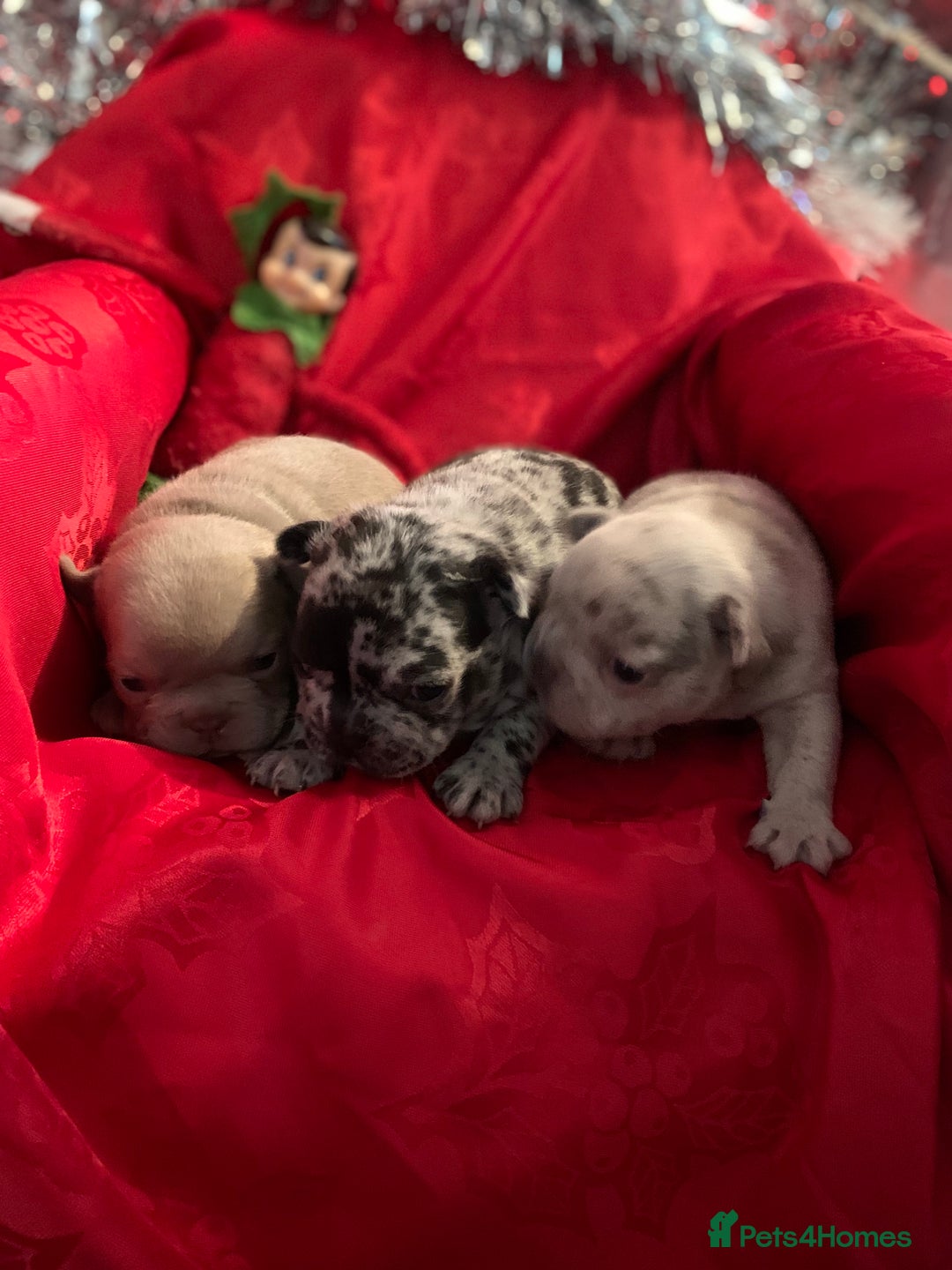 French Bulldog dogs for sale: Beautiful French bulldog puppies  - Advert 7