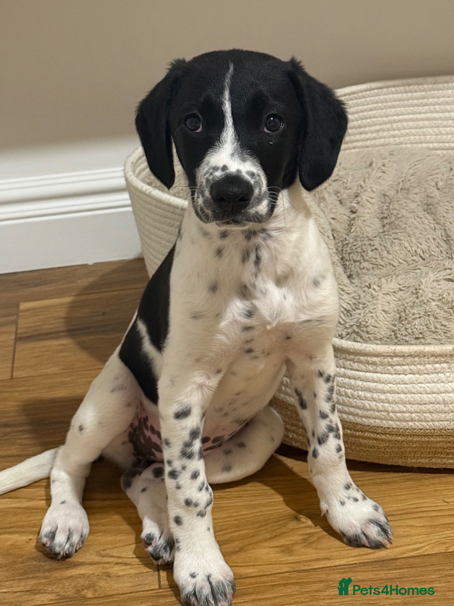 Mixed Breed dogs Bella  - Advert 9