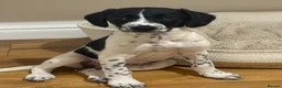 Mixed Breed dogs for sale: Bella  in Dover - Advert 1