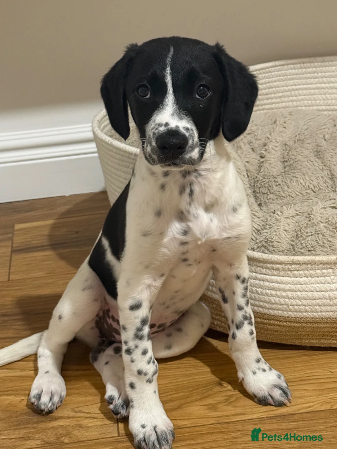 Mixed Breed dogs for sale: Bella  in Dover - Advert 1