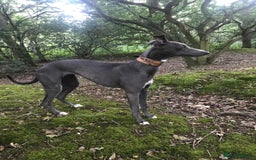 Whippet dogs for sale: KC Registered Whippet Puppies - Image 15