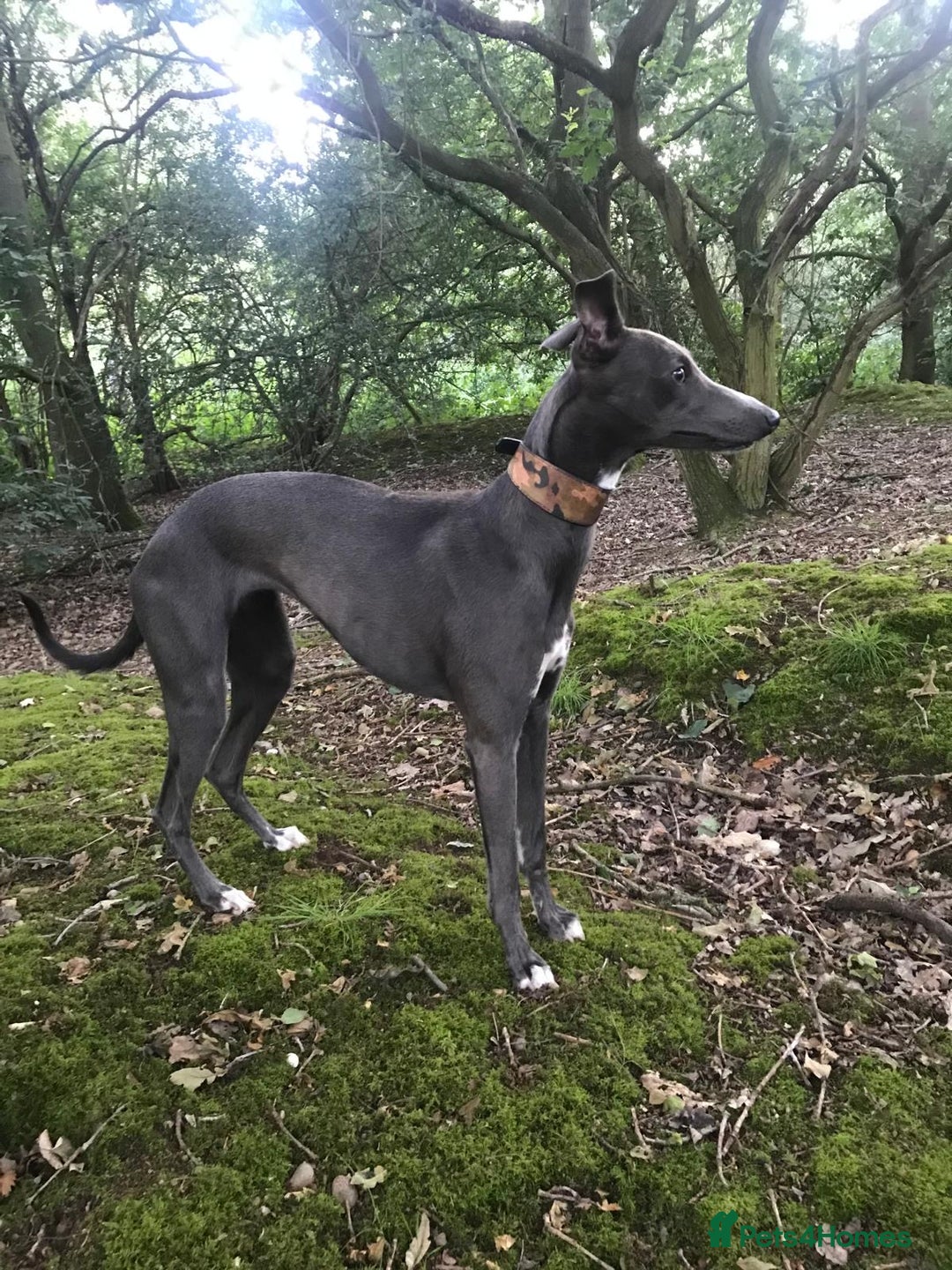 Whippet dogs for sale: KC Registered Whippet Puppies - Image 15