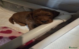 Cockapoo dogs for sale: 1 Beautiful Fox Red Boy Cockapoo Left  - Advert 11