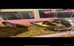 Lionhead rabbits for sale: Urgent for two neutered male rabbits - Image 1